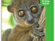 Reisgids Madagascar - Bradt Travel guides
