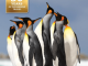 Reisgids Falkland Islands - Bradt guides