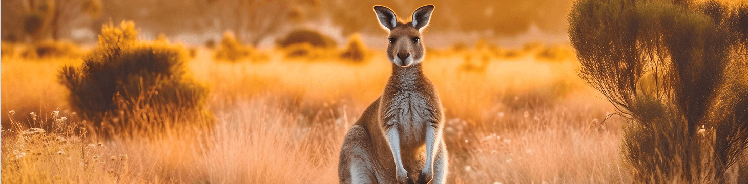 Zuid-Australië Ontdekken, Natuurexcursies, Eco-Ervaringen, Wildlife Zuid-Australië, Outbackroutes, Verborgen Nationale Parken, Kustlandschappen Zuid-Australië