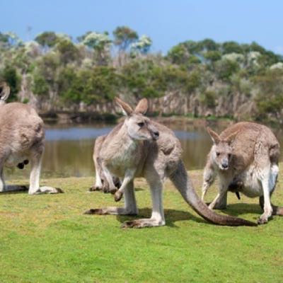 Reisgidsen Australië