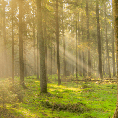 De Hoge Veluwe Nationaal Park, Nederland